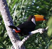 Holiday Argentina Brazil Ibera Wetlands Birding Horse Riding Iguazu Rio