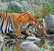 Tiger Safari In India Holiday: Delhi Taj Mahal Agra Jaipur Bandhavgarh