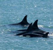 Argentina Brazil Wildlife Holidays Whales Ibera Pantanal Jaguars Cuiaba