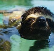 Wildlife Holiday Costa Rica Turtles Ostional Beach Corcovada Osa Peninsula