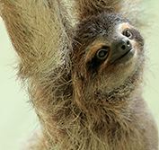 Costa Rica Wildlife Holiday Puerto Jimenez Corcovado Osa Peninsula