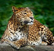 Sri Lanka Beach Safari Holiday Whale Watching Yala Udawalawe Elephants