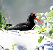 Birding Holidays & Tours Cape Town South Africa Penguins Rockjumpers
