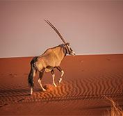 Luxury Train Namibia South Africa Rovos Rail Holidays Vacations