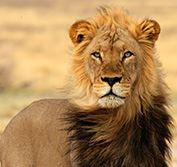 Safari Kalahari South Africa Bushmen Kgalagadi Augrabies Wildflowers