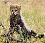 Big Five Flying Safari Masai Mara Kenya Holiday Diani Beach Mombasa