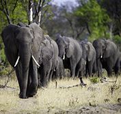 South Africa Walking Safari Kruger Park Cape Town Hike Table Mountain