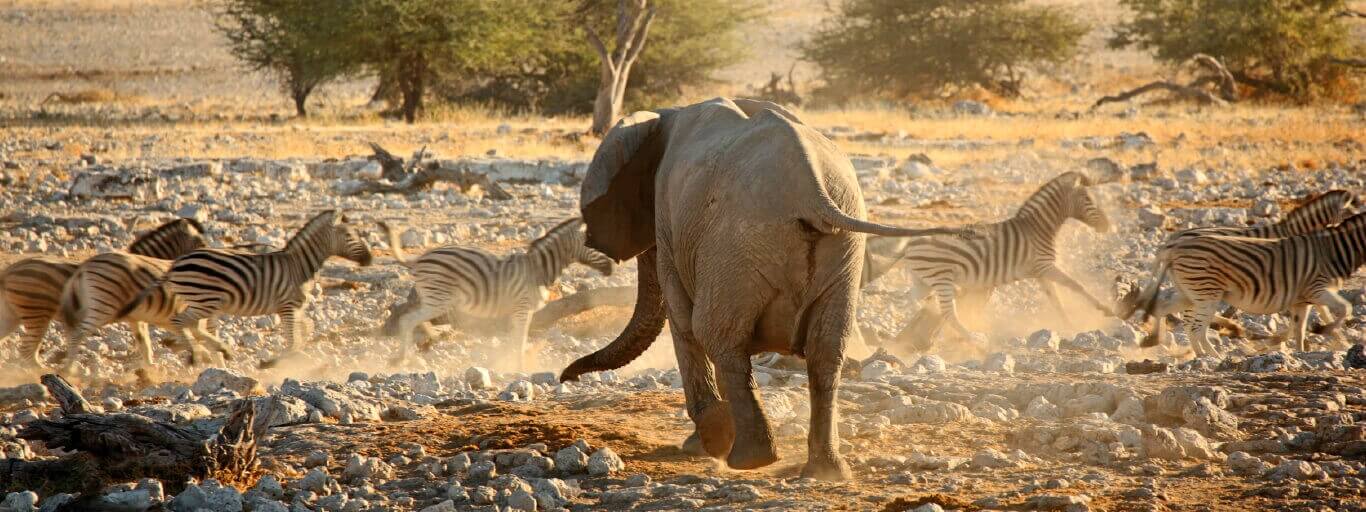 Safari Holidays Cultural Wildlife Tours Africa, Latin America India Tailor Made