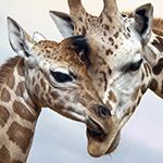 Garden Route Private Tour South Africa Port Elizabeth Cape Town Addo