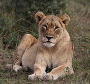 Beach Safari Holiday South Africa Nambiti Vacation Durban Malraua Free