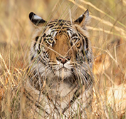 Tiger Safari Holiday India Bandhavgarh Kanha Pench Sloth Bears Goa Beach