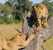 Safari Holiday Masai Mara Kenya Botswana Victoria Falls Zimbabwe Zanzibar