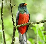 Bird Watching Holiday Costa Rica Birding Guide Quetzal La Selva Carara