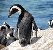 Cape Town Safari Knysna Garden Route South Africa Holiday Whales Penguins