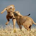 Central Kalahari Okavango Delta Linyanti Luxury Flying Safari Botswana