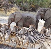 Zebra Migration Makgadikgadi Pans Meerkats Botswana Safari Sleep Out