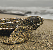 Costa Rica Holidays Palo Verde Turtles Tortuguera Ostional Beach Osa Peninsula
