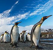 Antarctica Cruises from Ushuaia Argentina Buenos Aires Quark Deals Prices