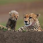 Wheelchair Safari Kenya Lake Nakuru Cats Masai Mara Elephants Amboseli