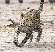 Kafue National Park Zambia South Luangwa Victoria Falls Safari Holiday