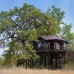 Pench Tree Lodge