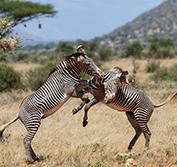 Kenya African Safari Train Tours Salt Lick Taita Hills Tsavo Mombasa Beach