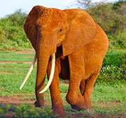 tanzania safari holidays from uk
