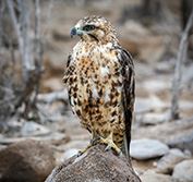 Wildlife Bird Watching Holiday Ecuador Amazon Vacation Galapagos Cruise