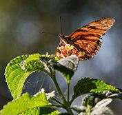 Monarch Butterfly Migration Mexico Whale Watching Holiday Baja Peninsula