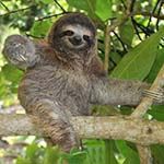 Costa Rica Wildlife Holiday Turtles Tortuguero Sloths Corcovado Osa