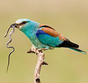 Birding Holiday KwaZulu Natal South Africa St Lucia Mkuze Zimanga Hides