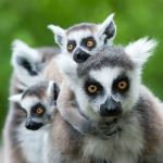 Luxury Holiday Honeymoon Madagascar Lemurs Mandrare River Tsarabanjina