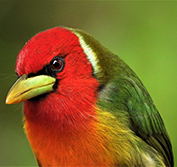 Bird Watching Holiday Costa Rica Birding Guide Quetzal La Selva Carara