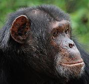 Chimpanzee Safari Tanzania Chimp Trekking Tracking Gombe Serengeti