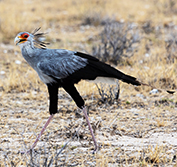 Guided Birding Tour Namibia Botswana Etosha Caprivi Chobe Victoria Falls