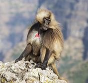 Wildlife Holidays Ethiopia Guided Tours Simien Bale Mountains Lalibela