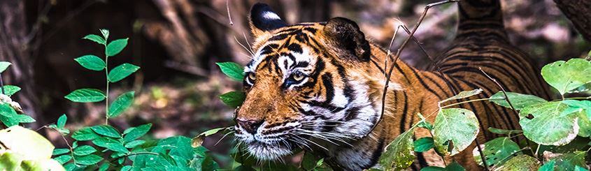 India and Sri Lanka Holidays Bhutan Nepal Guided Tours Tailor Made Tiger Safaris