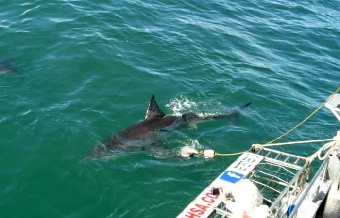 The shark is lured by clumps of fish on a rope