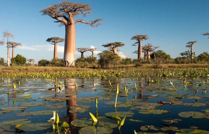 Baobabs in Madagascar