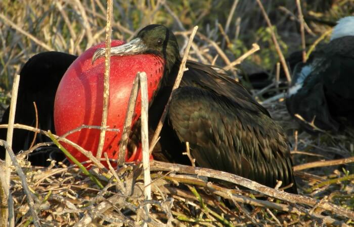 Frigate bird