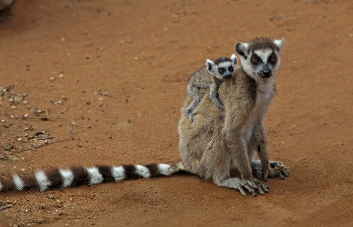 Ring-tail lemur