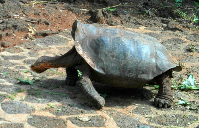 Giant tortoise on Santa Cruz Island