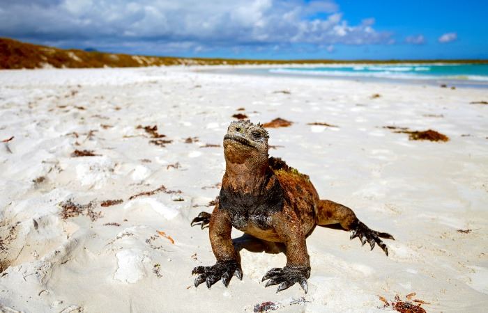 Marine iguana taking in the rays