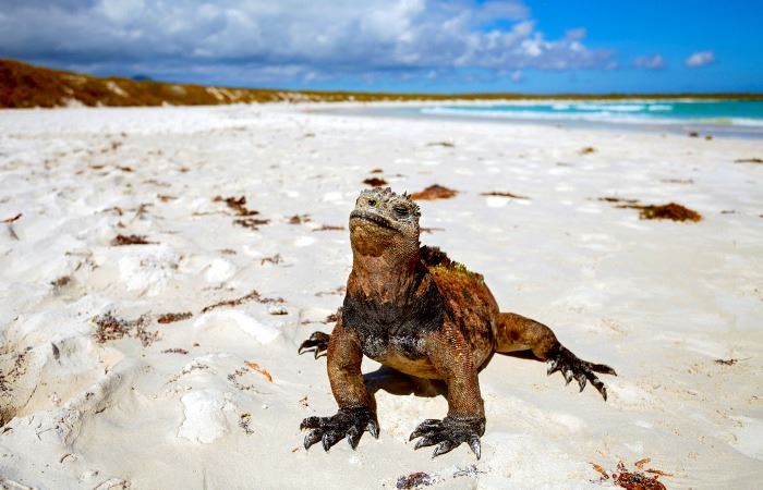 Marine iguana taking in the rays