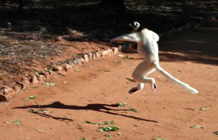 Verreaux's sifaka